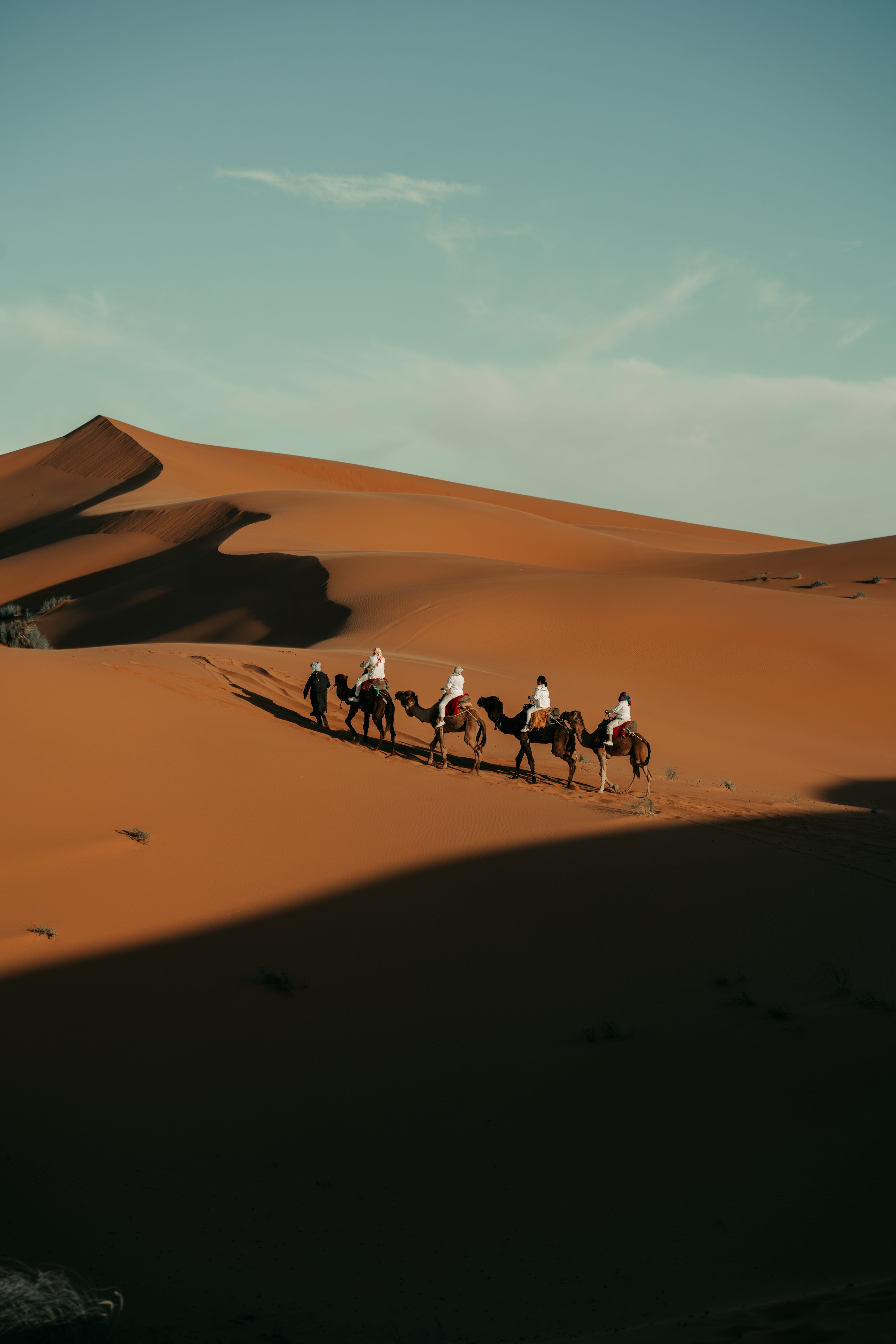 A caravan of camels traverses the dunes in the Sahara Desert in Morocco.
