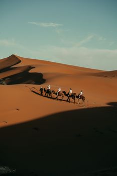 A caravan of camels traverses the dunes in the Sahara Desert in Morocco.