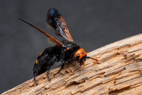 Free Detailed macro image of a Scoliid wasp resting on wood with transparent wings and orange head. Stock Photo