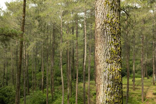 Free Serene pine forest with moss covering tree trunks, emanating a tranquil natural ambiance. Stock Photo