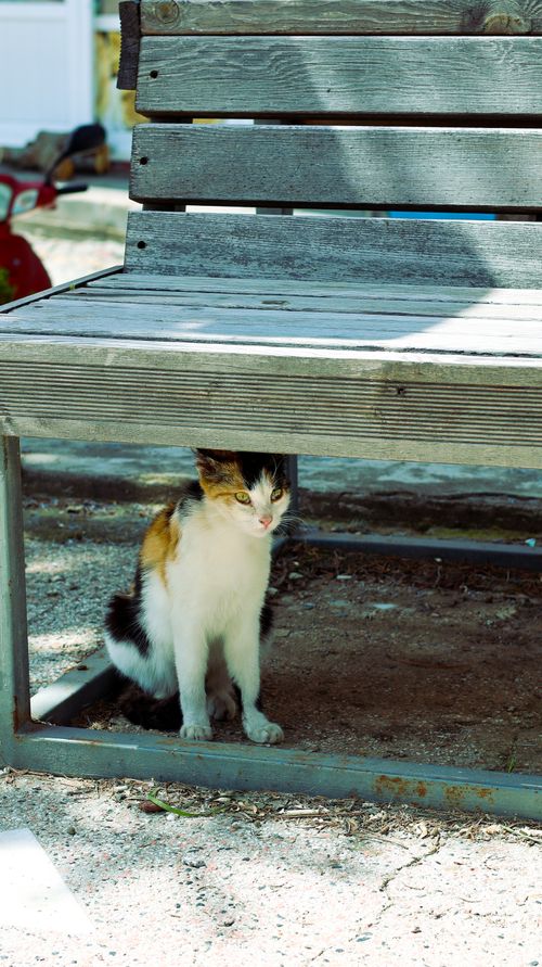 Free A calico cat peacefully sits under a shaded wooden bench outdoors. Stock Photo