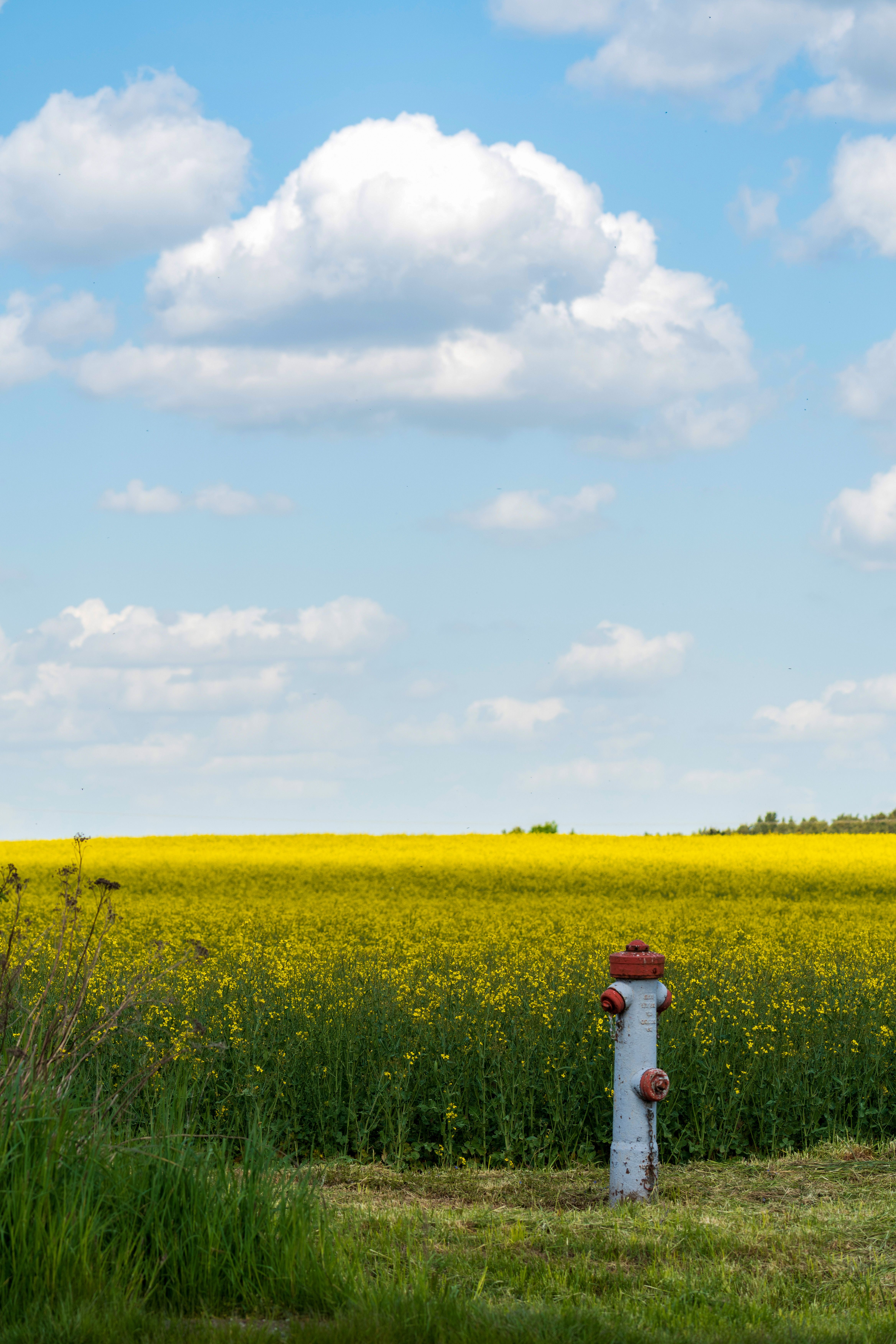 Vibrant yellow rape blossoms in a rural field with a fire hydrant, under a blue sky with clouds.