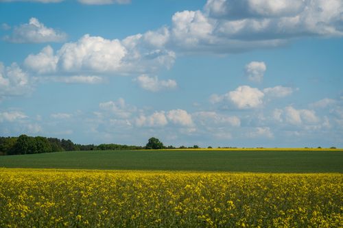 Free A beautiful expansive rapeseed field under a bright blue sky with fluffy clouds. Stock Photo