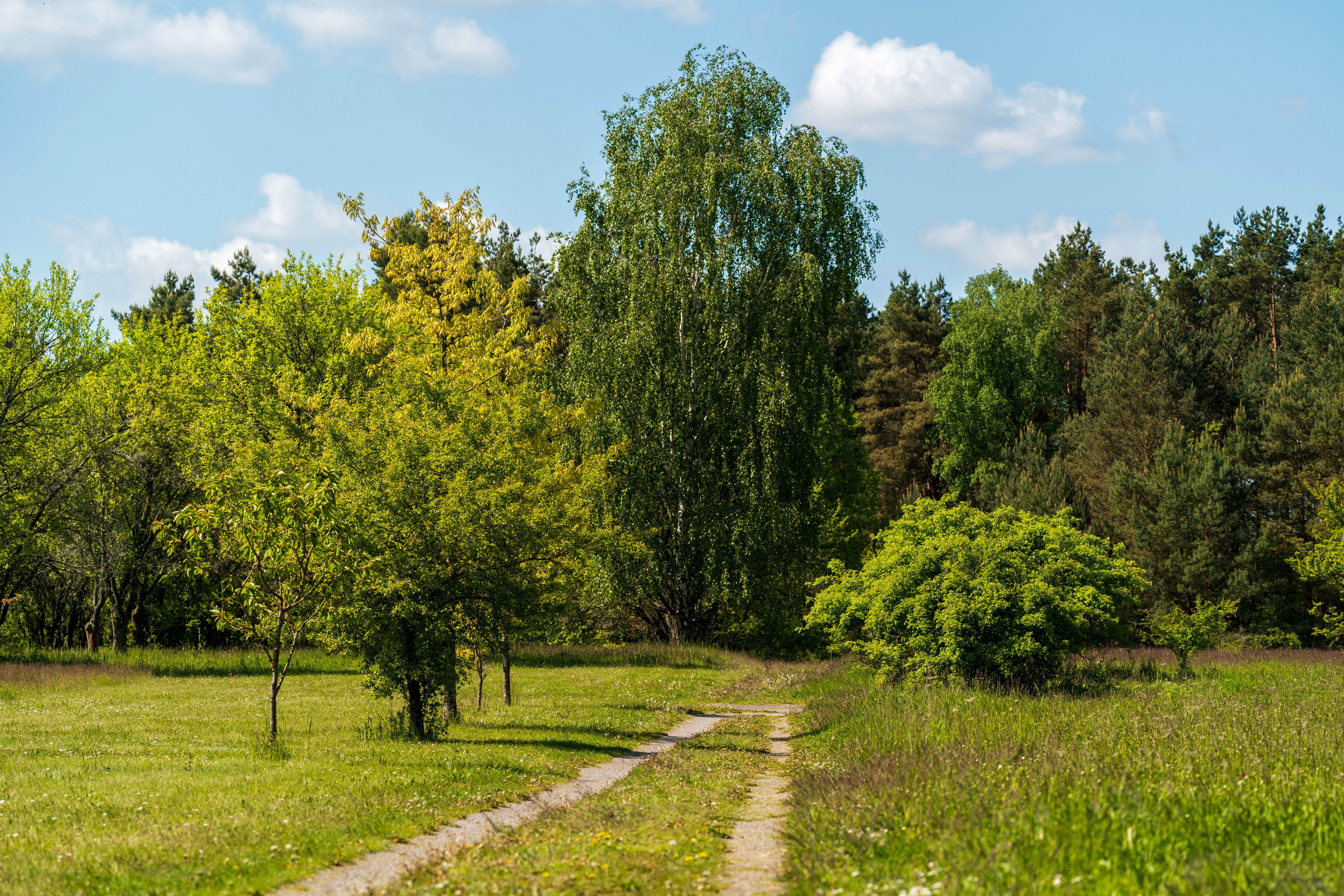 A picturesque path winds through a vibrant green park, surrounded by diverse lush trees un