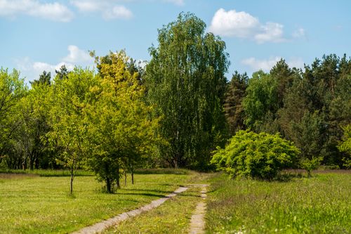 Free A picturesque path winds through a vibrant green park, surrounded by diverse lush trees under a clear blue sky. Stock Photo