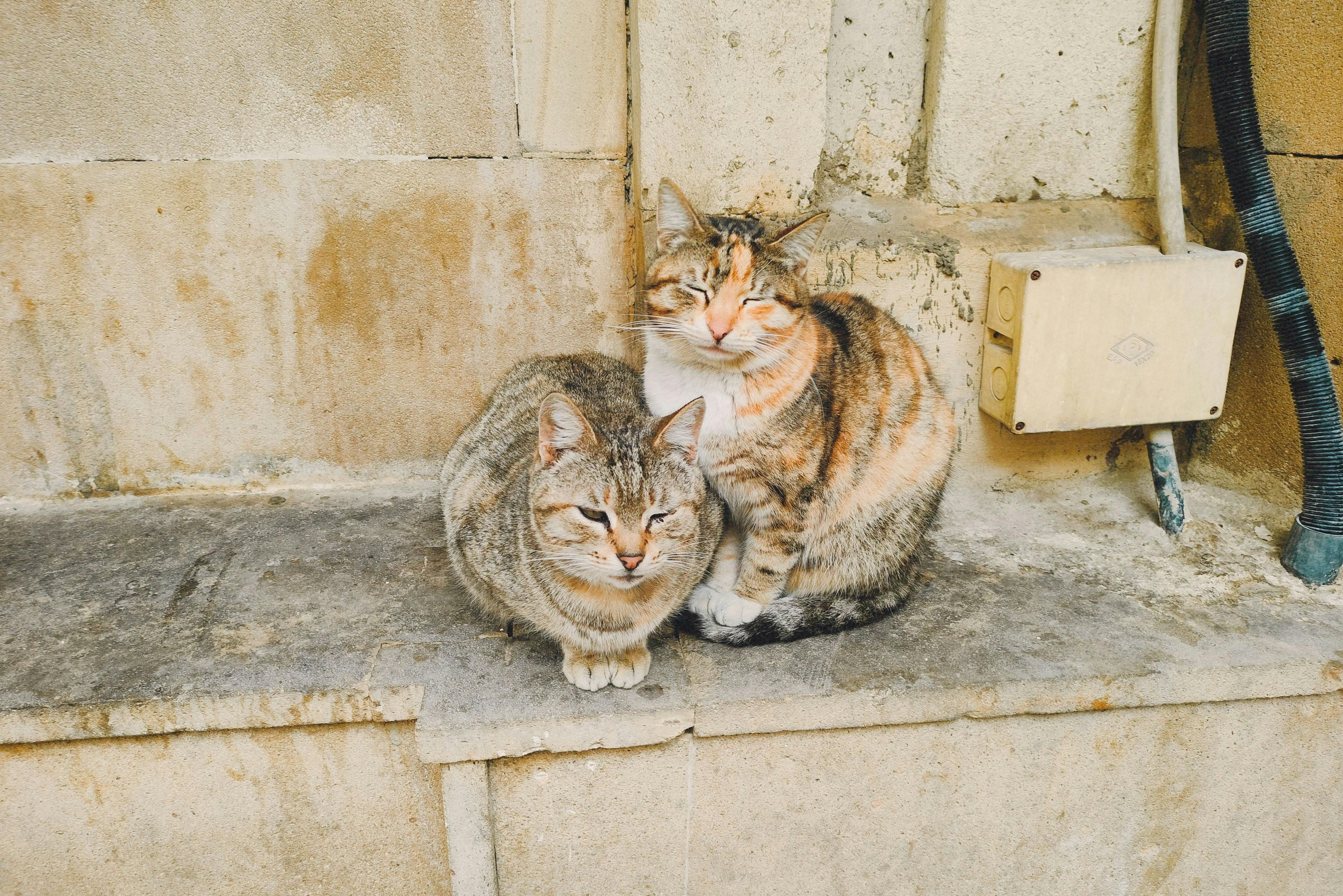 Portrait of a cat at a veterinary clinic