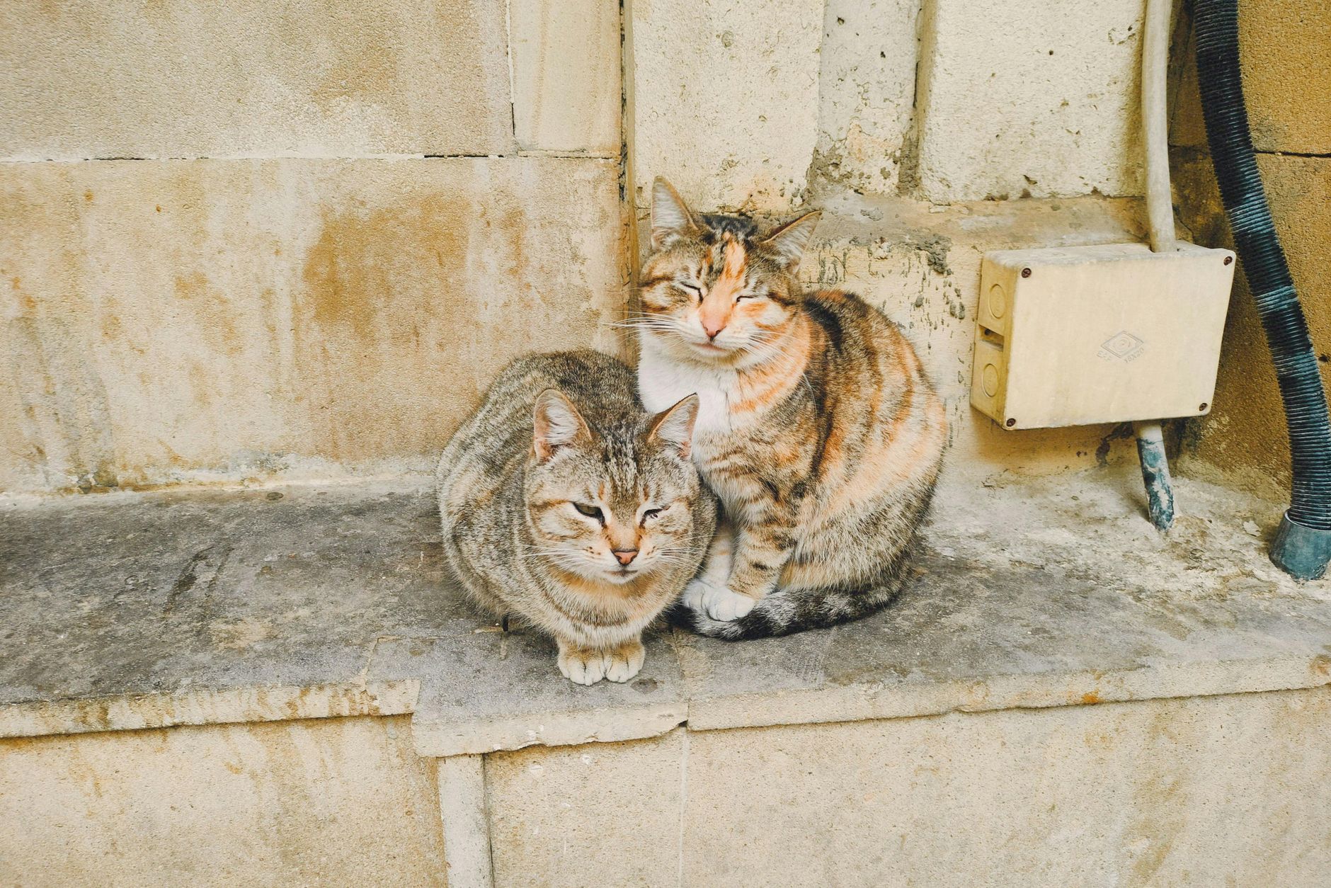 Portrait of a cat at a veterinary clinic