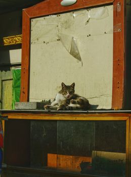 A cat lounging on a vintage cabinet in a sunlit outdoor setting, exuding a relaxed vibe.