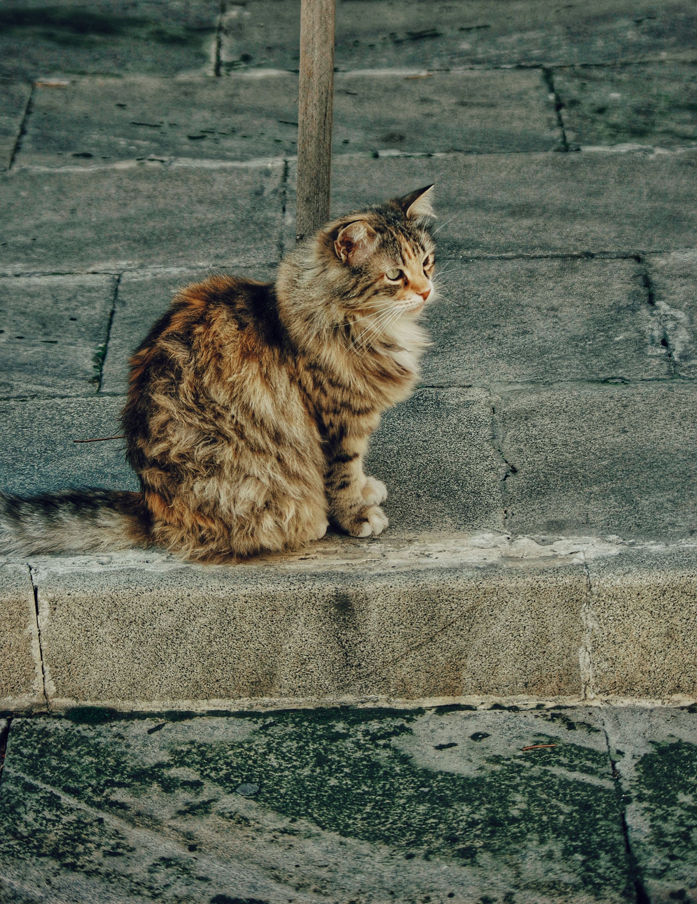 Fluffy Tabby Cat Sitting on Stone Steps Outdoors · Free Stock Photo