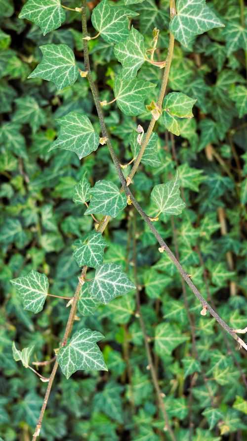 Free Detailed close-up of lush green ivy vines depicting natural beauty and growth Stock Photo