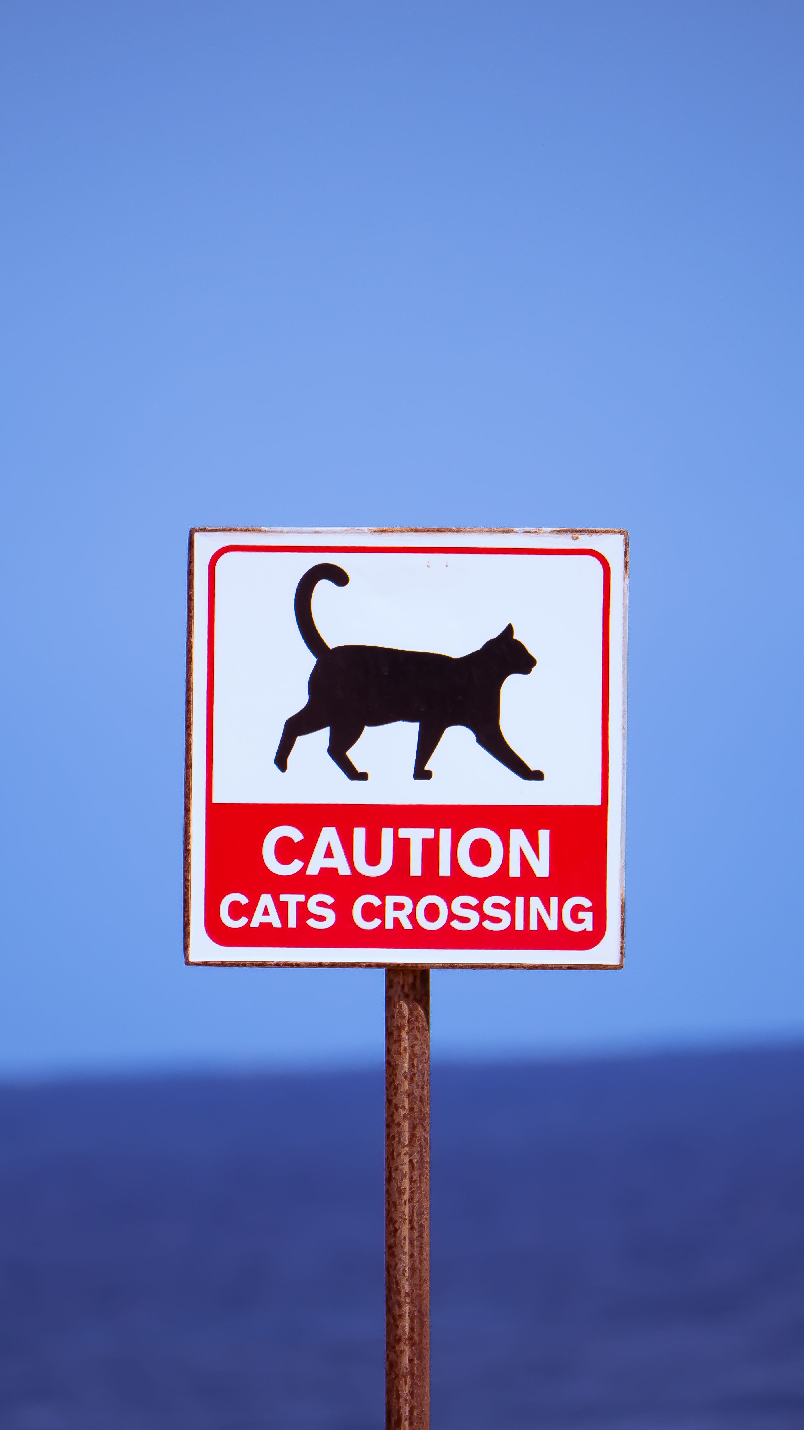 Caution Cats Crossing Sign Against Blue Sky · Free Stock Photo