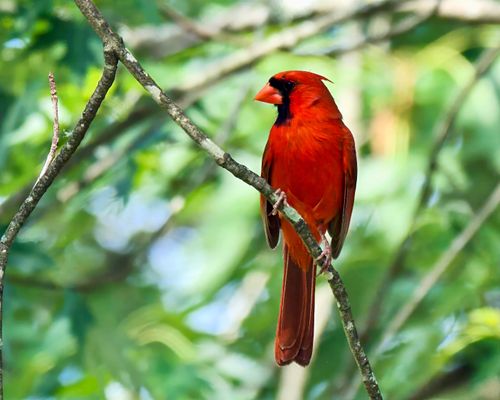 Free A vibrant Northern Cardinal perched on a branch in a lush green setting. Stock Photo