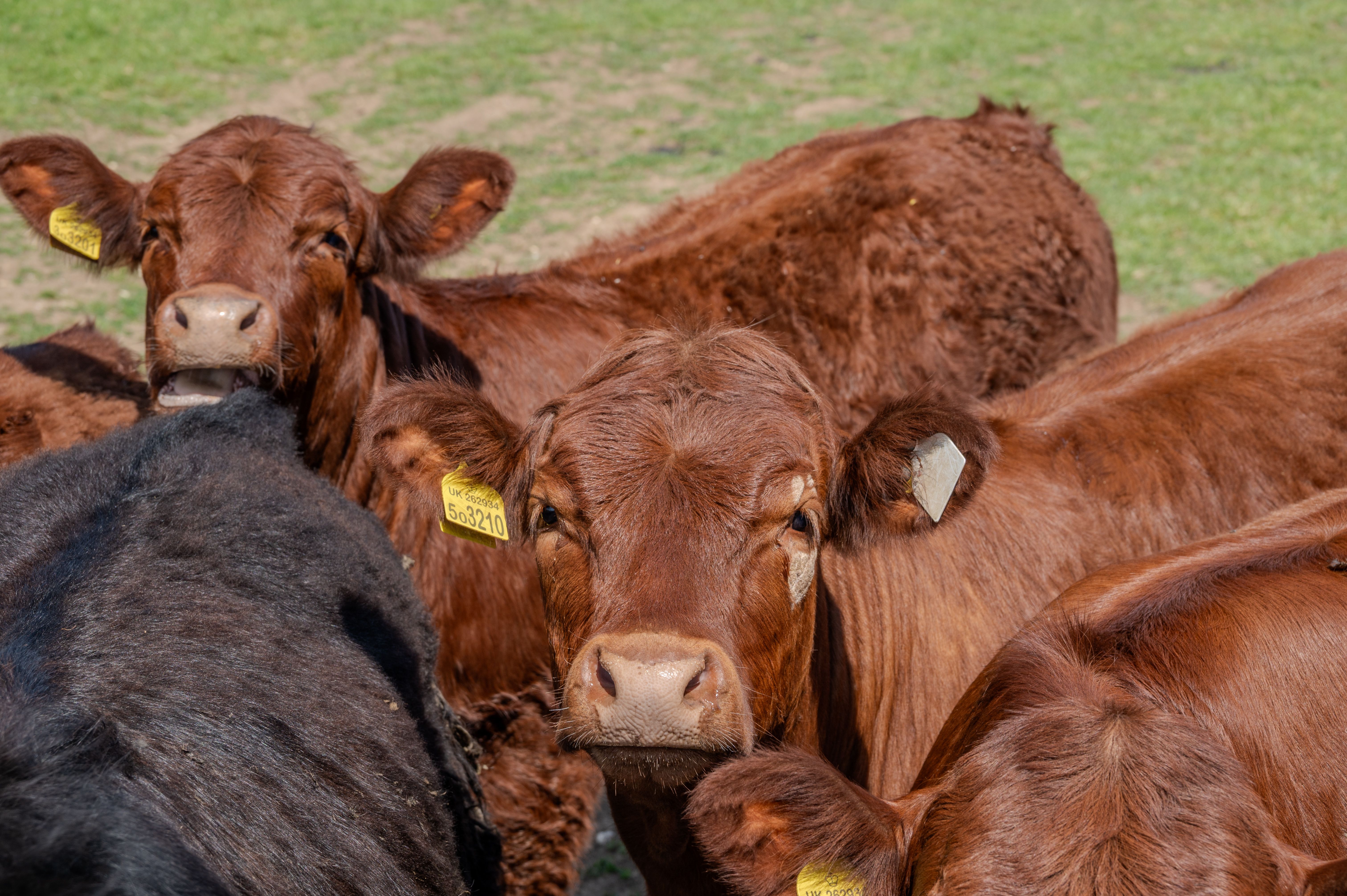 Group of brown cows with ear tags grazing in a sunlit field, showcasing agricultural life.