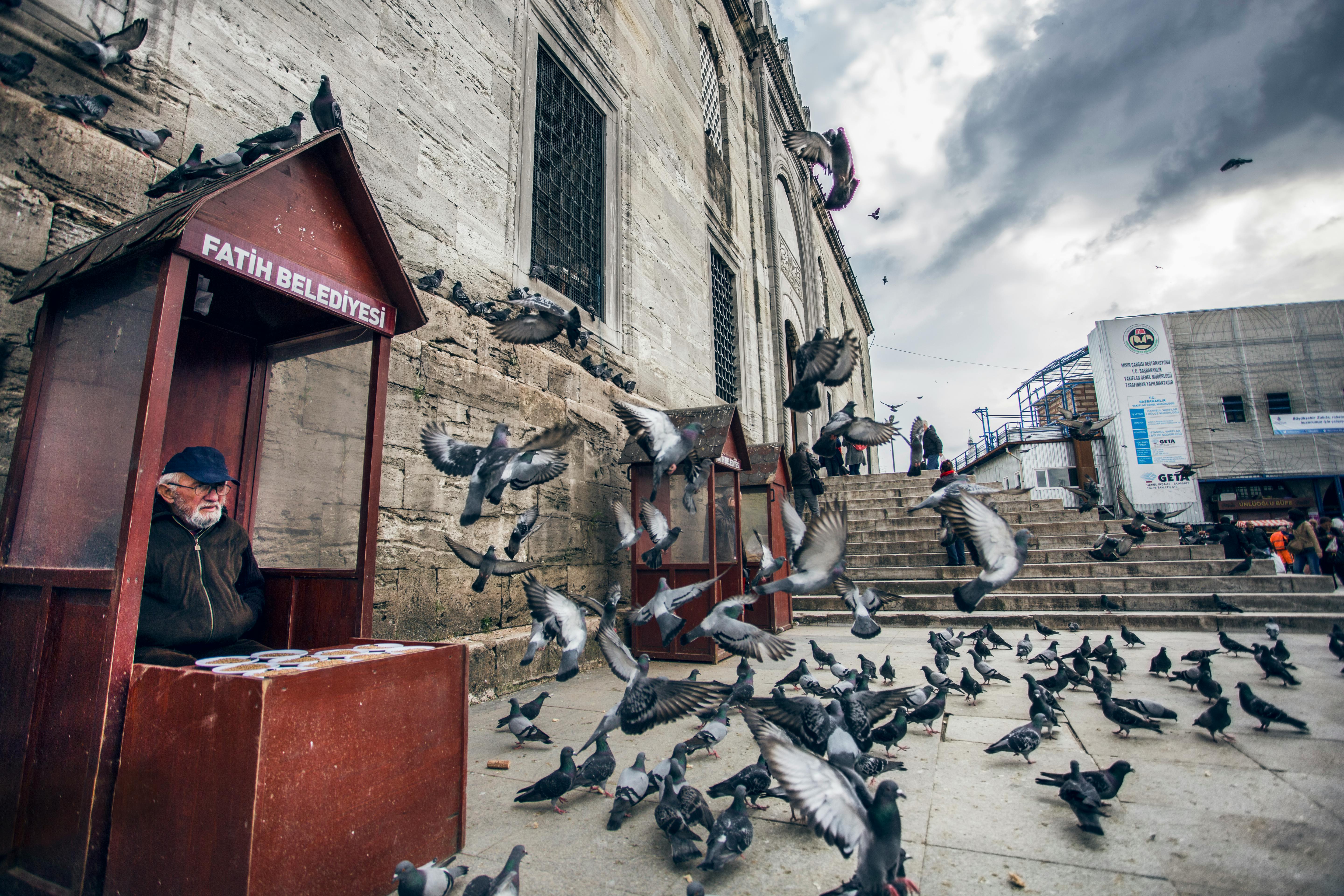 A bustling scene with pigeons near the historic Yeni Mosque in Istanbul.