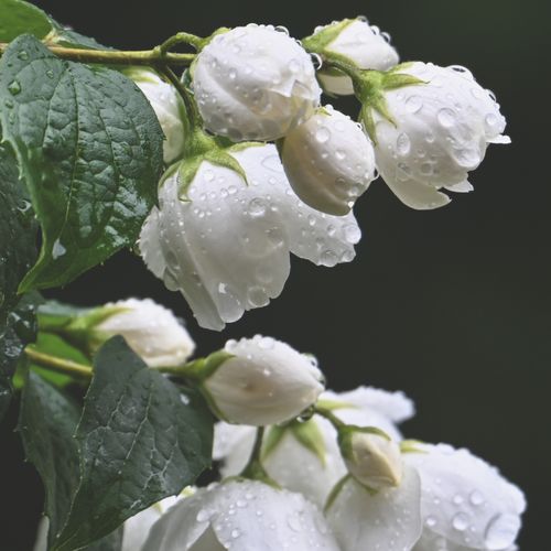 Free Fresh jasmine flowers covered in dew, showcasing nature's delicate beauty. Stock Photo
