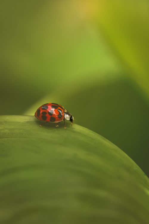 Free A vibrant ladybug rests on a lush green leaf, showcasing nature's beauty. Stock Photo