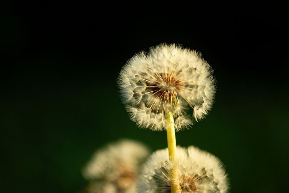 Livèche officinale
