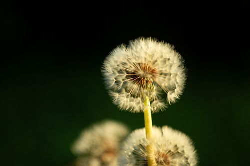 Free Vivid close-up of a dandelion seed head lit by warm sunlight against a dark background. Stock Photo