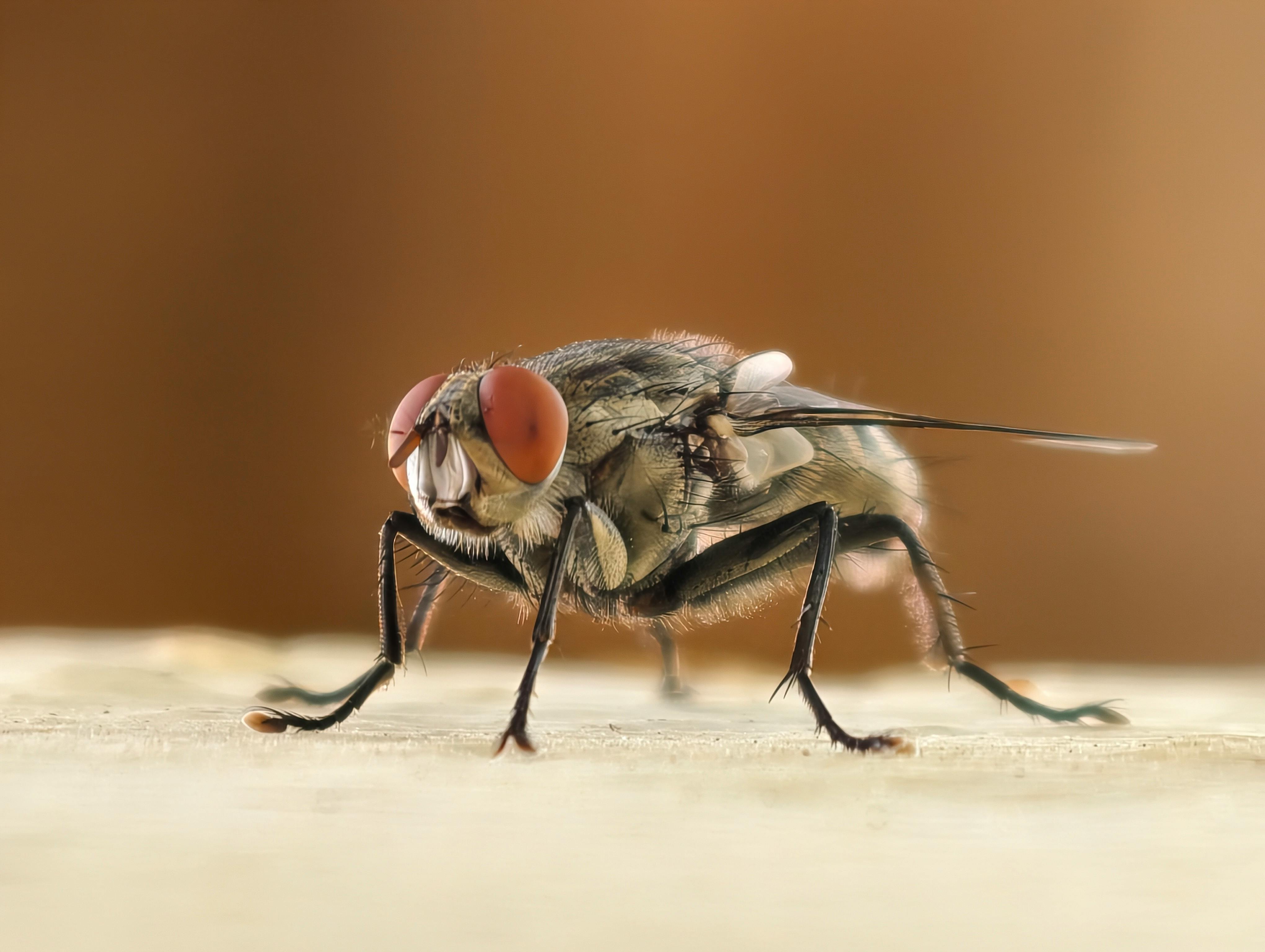 Close-up of a housefly showcasing intricate details and textures in a macro shot.
