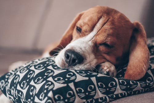 Selective Focus Photo of Brown and White Short Coated Dog Sleeping on White and Black Pillow