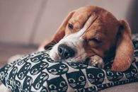 一只可爱的小猎犬安静地睡在带有猫图案的装饰枕头上