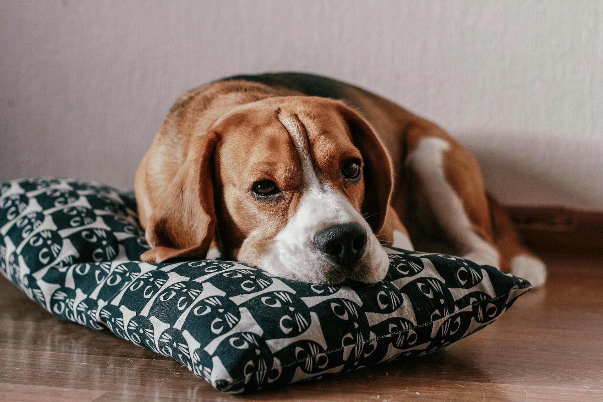 Foto van een bruine en witte Beagle met korte vacht die op een kussen ligt