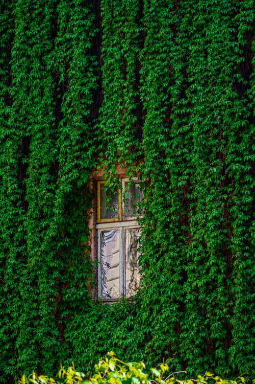 Free A window concealed by dense green vines on a building wall in Lviv, Ukraine. Stock Photo
