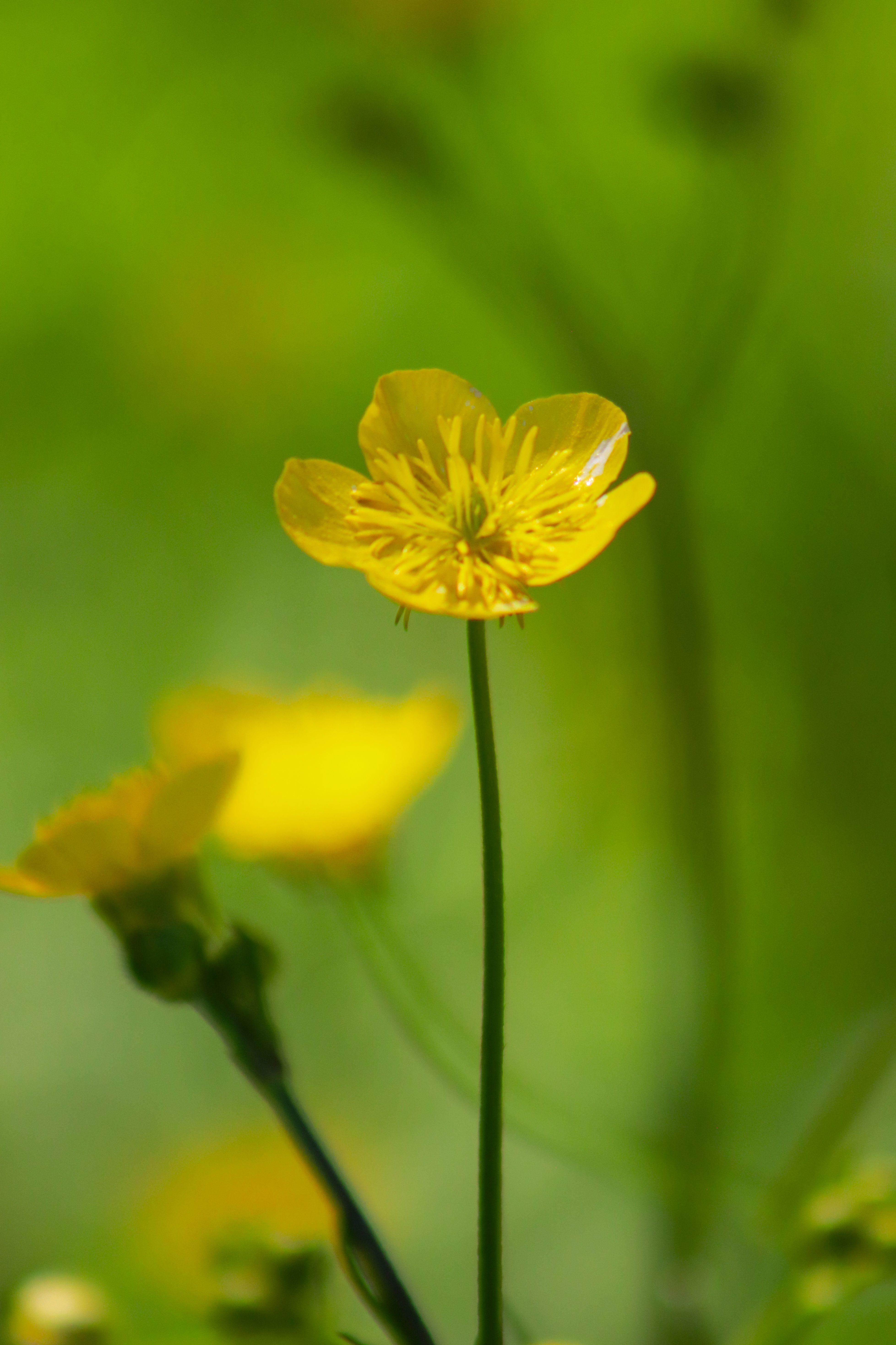 Close-up of a delicate yellow buttercup flower against a blurred green background.