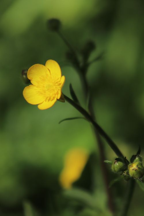 Free Macro shot of a vibrant yellow buttercup (Ranunculus) flower with blurred green background. Stock Photo
