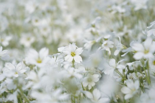 A serene field of white wildflowers basking in soft daylight, evoking a sense of tranquility.