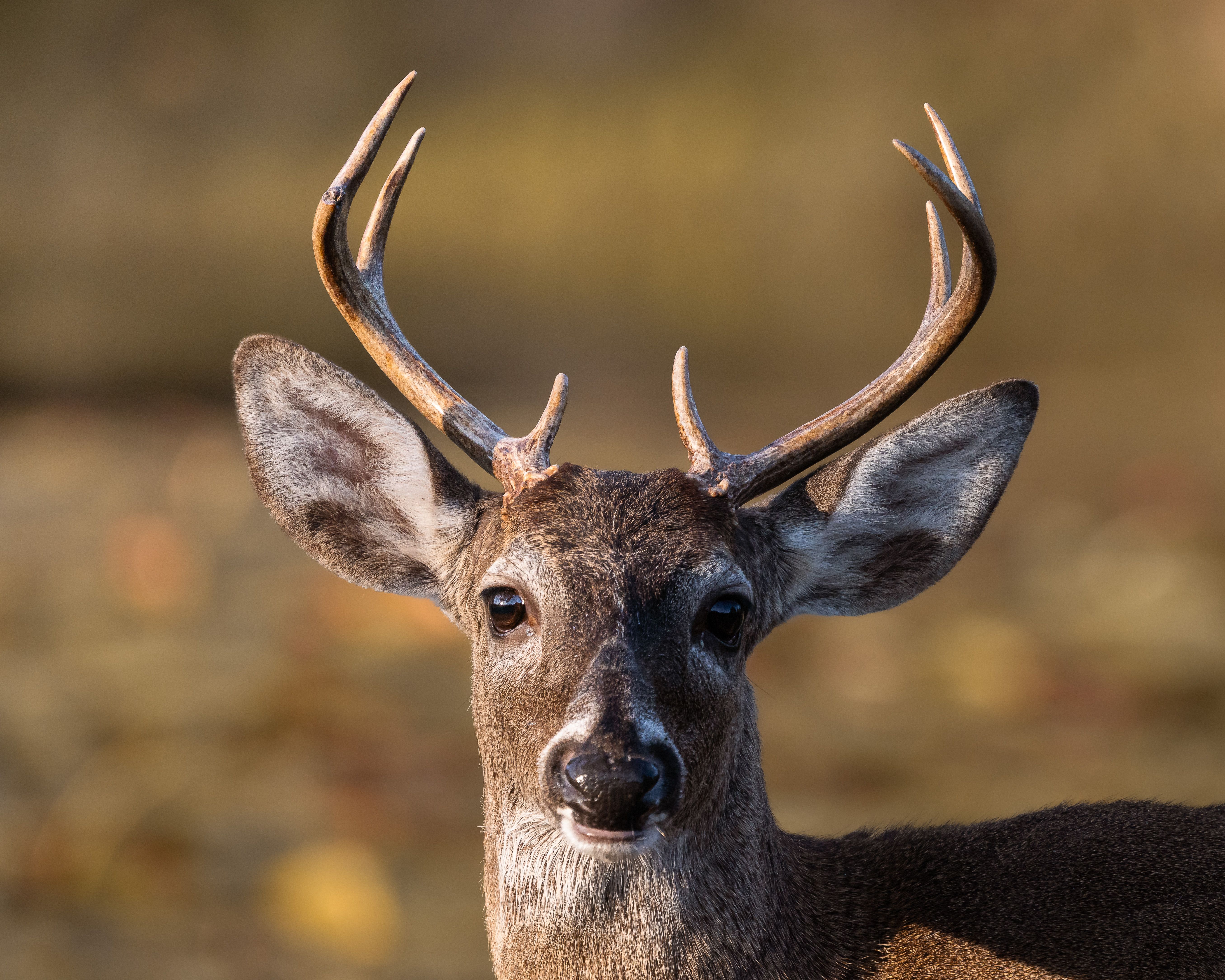 A detailed portrait of a White-tailed deer with antlers, gazing directly at the camera in a natural setting.