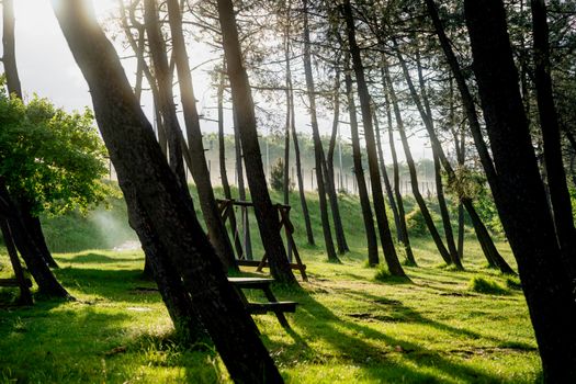 Sunlight filtering through tall trees in a peaceful forest setting with wooden benches and a vibrant green landscape.