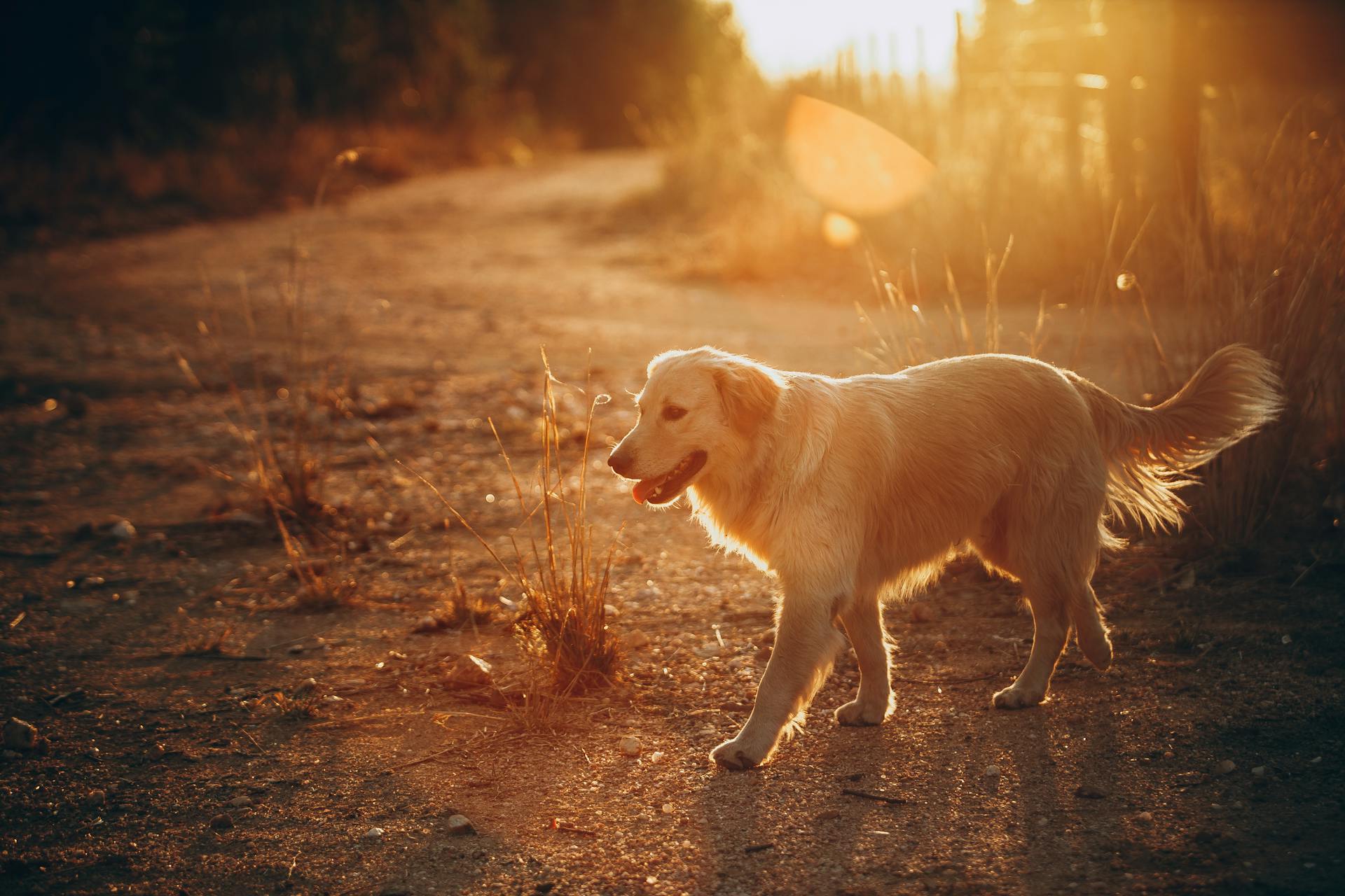 Een golden retriever loopt rond bij zonsondergang