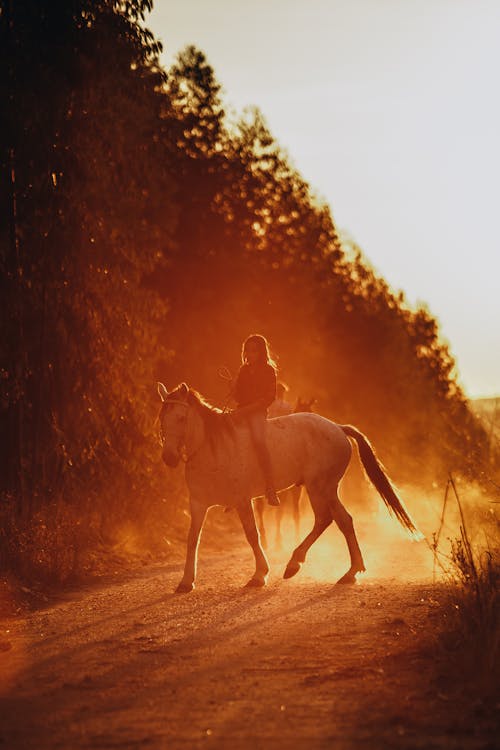 Unrecognizable person riding horse on rural road near lush trees during sunset in countryside