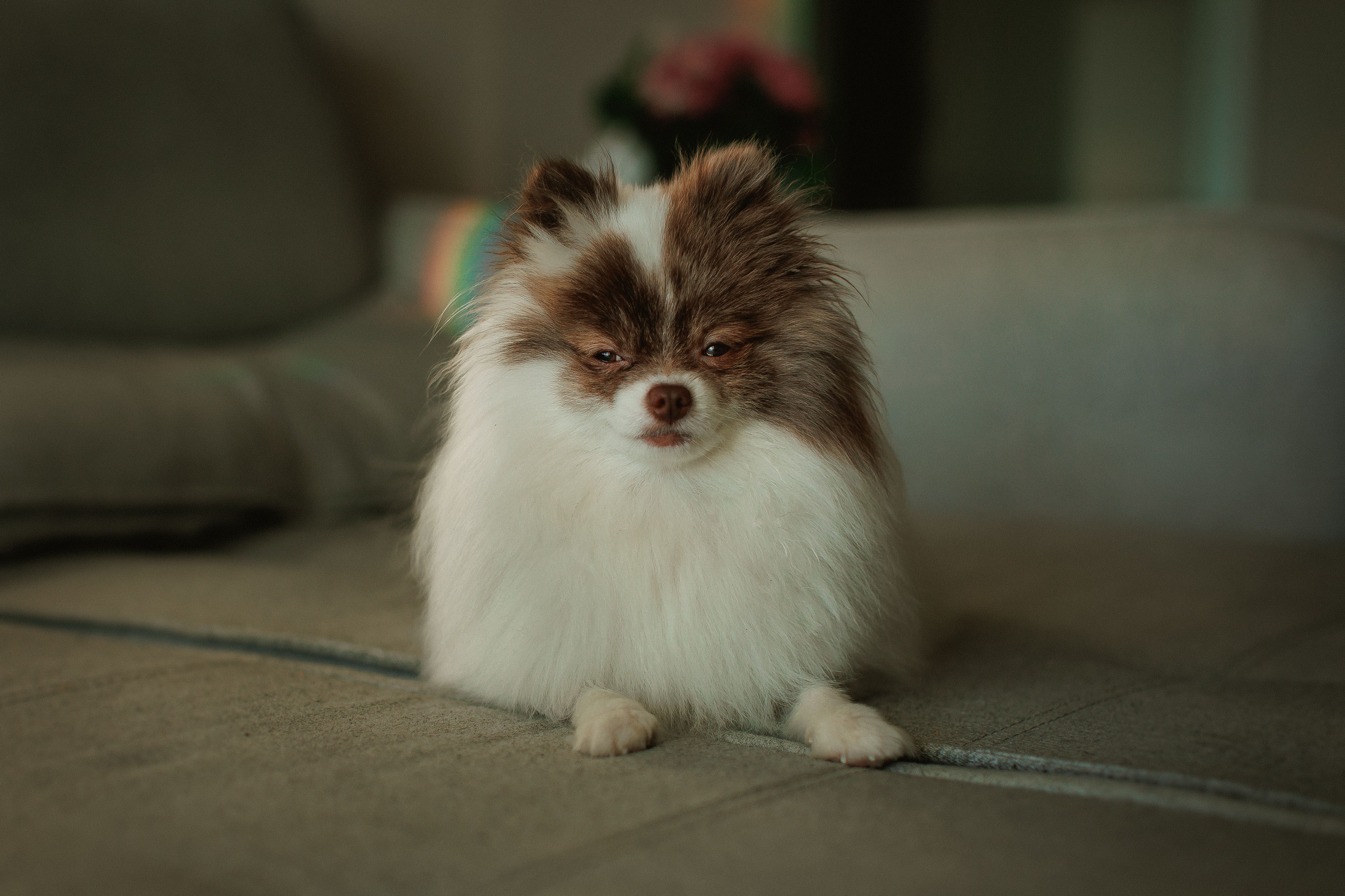 Cute fluffy Pomeranian dog lounging comfortably on a cozy indoor couch.