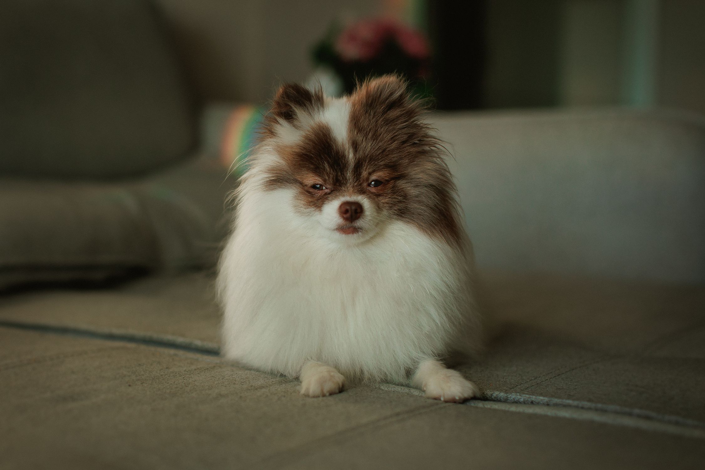 Cute fluffy Pomeranian dog lounging comfortably on a cozy indoor couch.