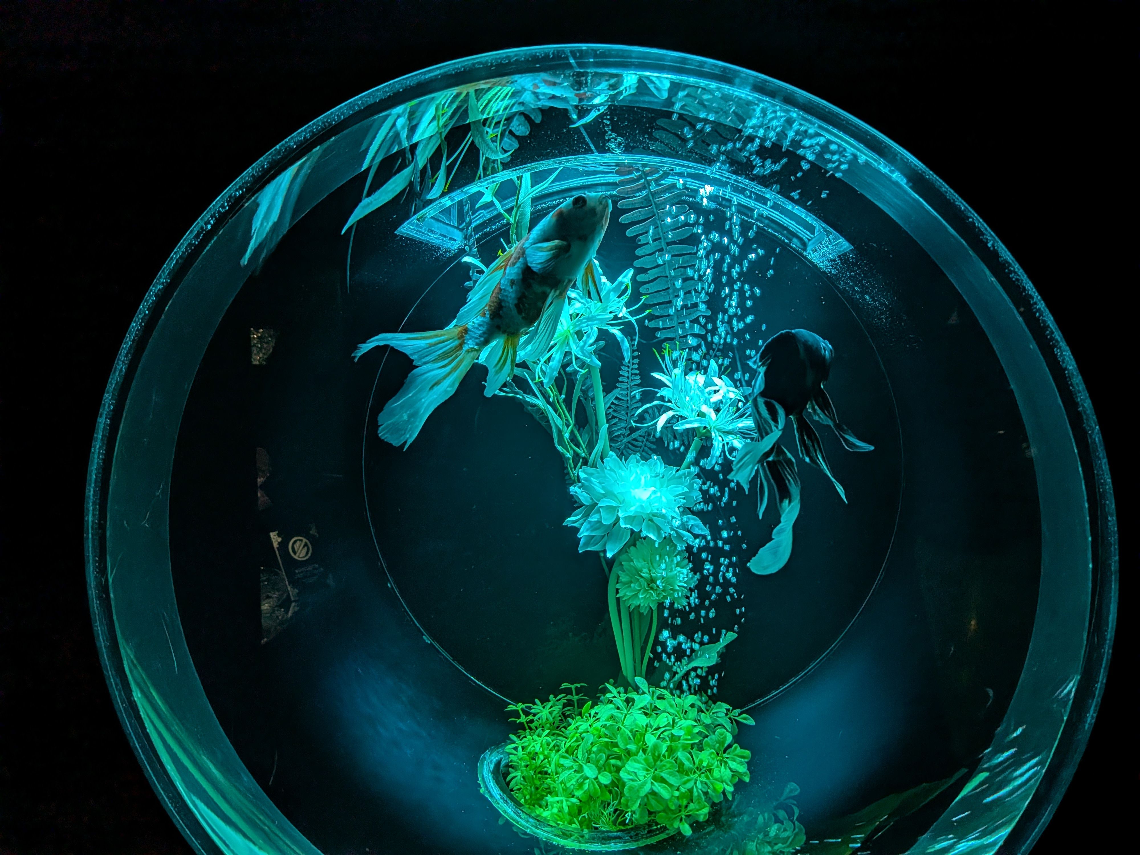 Superfish Home 60 LED Superfish aquariums