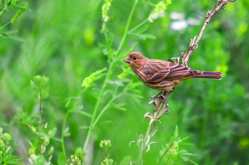 Free A house finch rests on a branch amidst vibrant greenery in Indianapolis, USA. Stock Photo