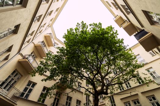 A vibrant tree grows in an urban courtyard surrounded by classic architecture in Warsaw, Poland.