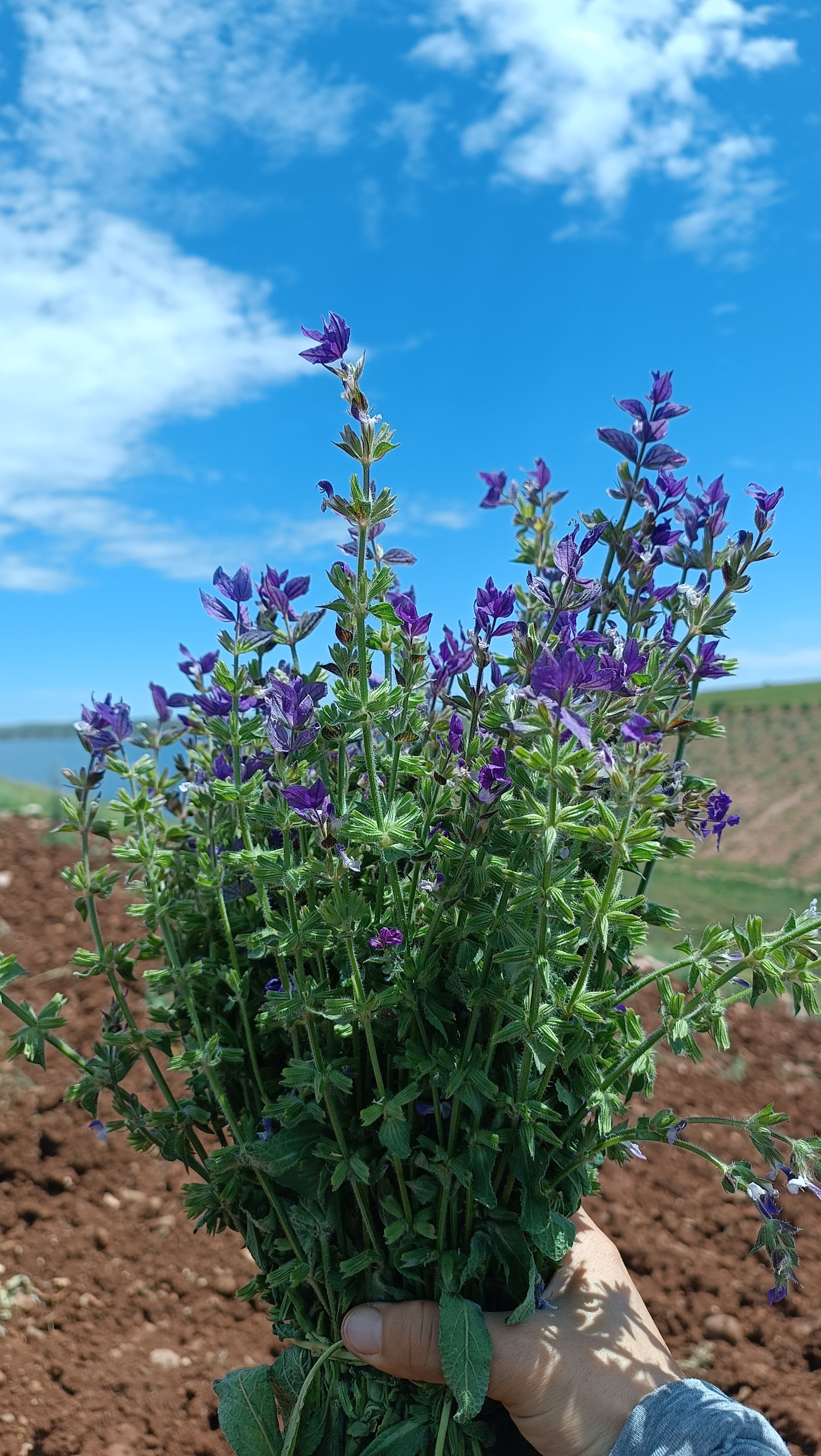 Lavender bouquet held in hand with backdrop of clear blue sky and rural landscape.