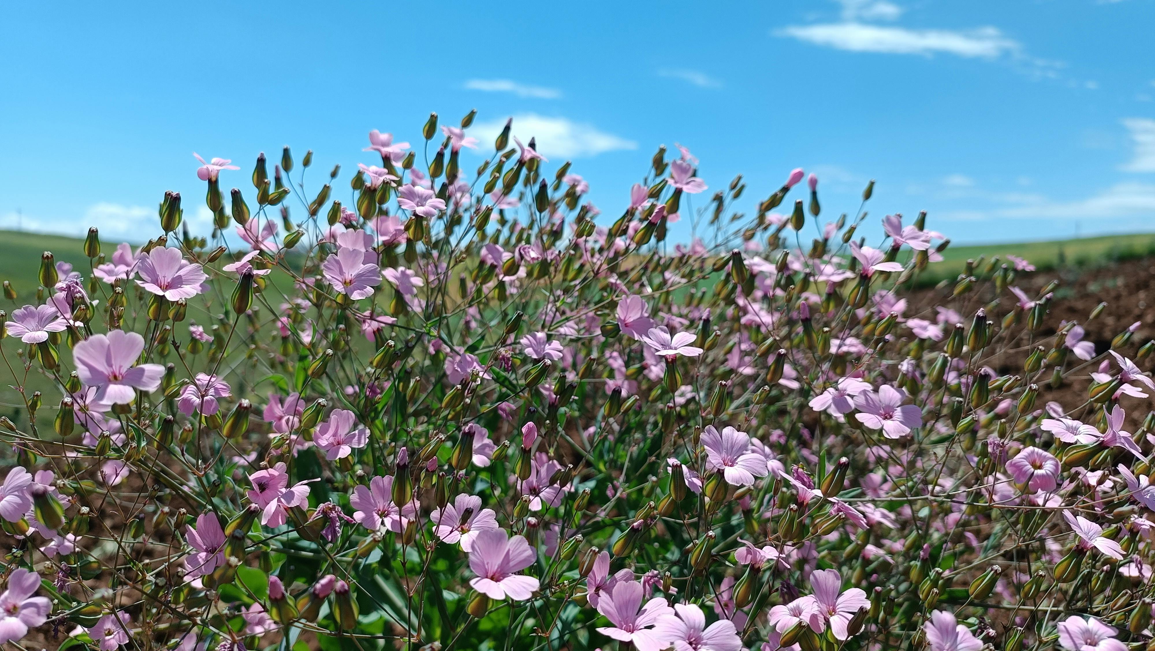 [ColoSach]-vibrant-pink-wildflowers-thriving-in-a-sunlit-field-with-clear-blue-skies-above,-showcasing-nature's-beauty.