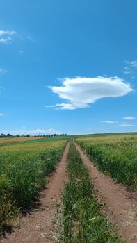 Tranquil rural scene of a dirt pathway amid green fields under a vibrant blue sky with clouds.