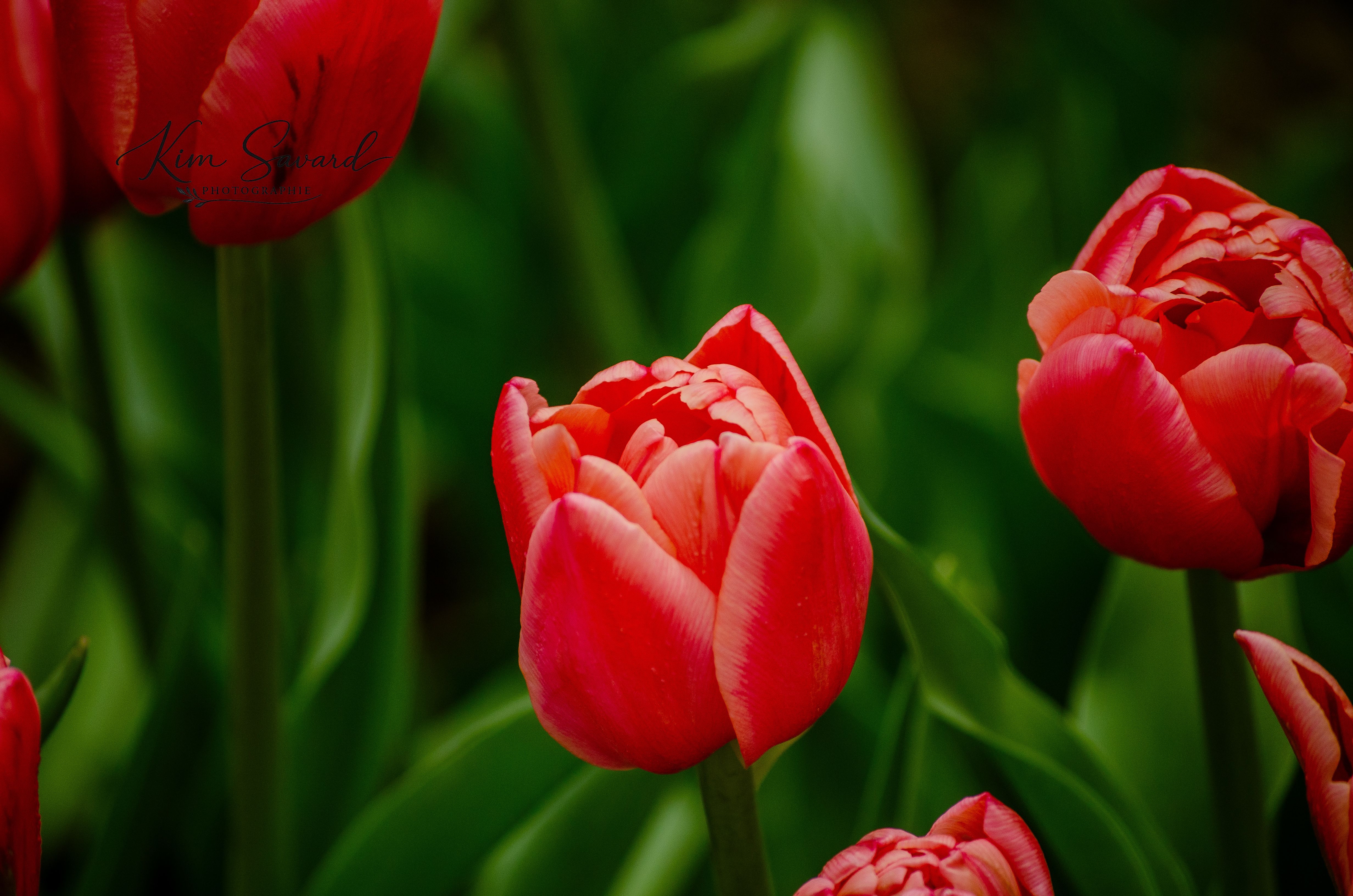 Vibrant Red Tulips in Spring Garden · Free Stock Photo