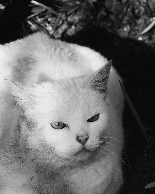 Free A serene black and white portrait of a relaxed cat outdoors in natural light. Stock Photo
