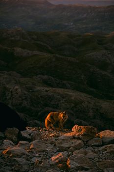 A solitary fox stands amidst rocky terrain during sunset in Adıyaman, showcasing the rugged landscape.