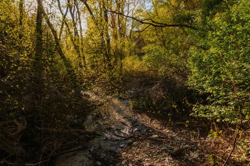 Free A tranquil forest scene featuring a sunlit stream surrounded by lush greenery, early spring. Stock Photo