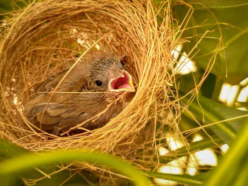 Free Macro shot of a baby bird in a nest surrounded by lush greenery in Brazil. Stock Photo