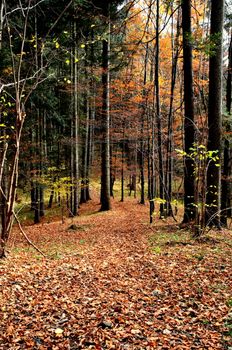 Tranquil autumn forest scene with a path covered in fallen leaves, creating a picturesque atmosphere.
