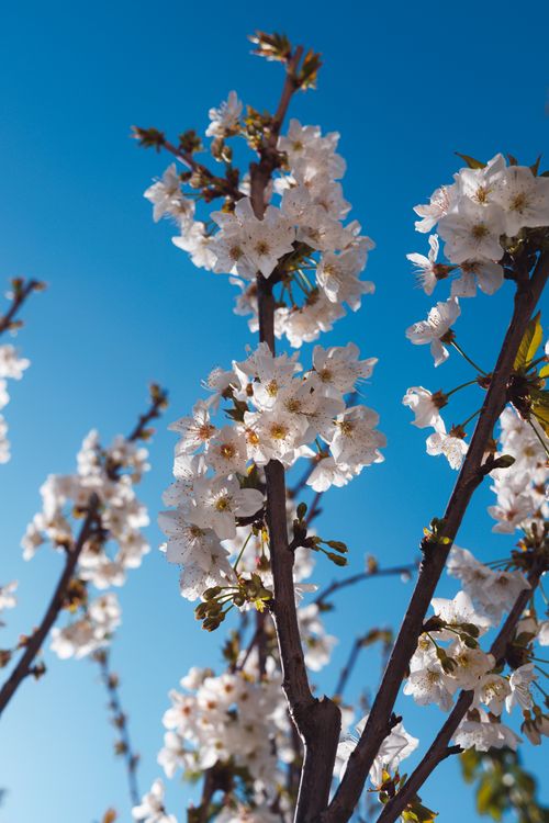 Free Beautiful white cherry blossoms in full bloom on a sunny day, symbolizing springtime. Stock Photo
