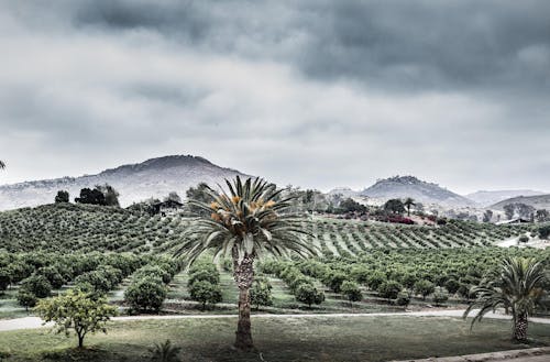 圣地亚哥, 橘园, 阴天 的 免费素材图片